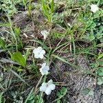 Image result for Ipomoea coptica