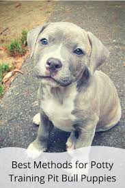 The best way to train is crate training. How To Potty Train Your Pitbull Puppy Online