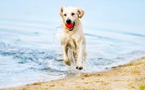 Andrew lewis is the new owner of huntington beach pet hospital. North County Animal Hospital