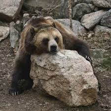 Eeny Meeny Miny Moe Catch A Tiger By The Toe If He Hollers Pin By Pamhardman On Cheyenne Mountain Zoo With Images Cheyenne Mountain Zoo Cute Photos Instagram