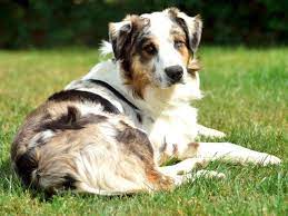Australian shepherd mix puppies (etx > tyler) pic hide this posting restore restore this posting. Australian Shepherd Dog Puppies And Dogs For Sale Near You