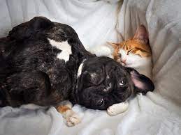 i need a hug no no i need your hug happy valentine s day i 2020