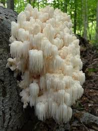 Korallenroter Zahnpilz Korallenroter Zahnpilz Stuffed Mushrooms Plants Edible Mushrooms