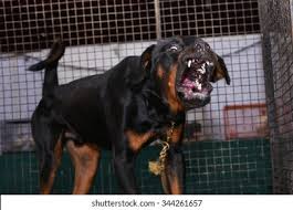 Elisabeth offers behavior training, puppy manners, body awareness and injury prevention, diet, exercise and dog nutrition services. Ferocious Barking Dog Rottweiler Portrait Inside Stock Photo Edit Now 344261657