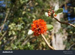 Image result for Melianthaceae