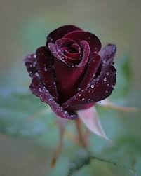 50 Pictures Of Most Beautiful Flowers In The World Most Beautiful Flowers Most Beautiful Flower Pictures Flower Pictures