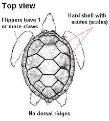 information about sea turtles species identification key