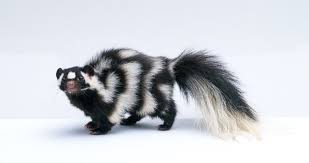 If you don't have any outdoor pets, you might even consider leaving the skunks alone because they eat so many grubs and insects. How To Get Rid Of Skunks Under Deck Houserituals Com