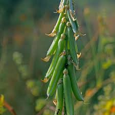 Image result for Crotalaria rhodesiae
