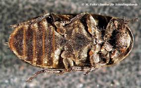 Finden sie ihr neues zuhause auf wohnung kaufen. Speckkafer Lebensweise Und Bekampfung Institut Fur Schadlingskunde