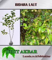 Dimana bidara upas mengunakan gambar bidara laut dan apel laut namun isinya tentang bidara cina. Bidara Laut Lazada Indonesia