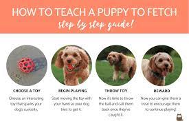 Check spelling or type a new query. How To Teach A Puppy To Fetch Step By Step Guide