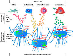 Reset c bone (osseous tissue) hyaline cartilage central canal group 2 group 2 osteocyte in lacuna group 2 group 2 lacunae group 2 chondrocyte group 1 group 1 matrix. Cellular And Molecular Mechanotransduction In Bone Sciencedirect