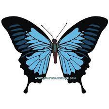 Papilio Ulysses Butterfly Vector Butterflies Vector Butterfly Butterfly Watercolor