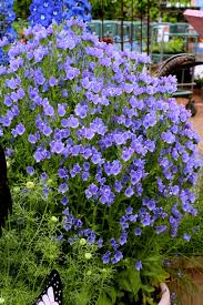 Check spelling or type a new query. Spectacular Self Sowing Annuals Finegardening