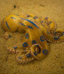 Blue Ring Octopus Avec Images Pieuvre Creature De Mer Profonde Poisson Colore