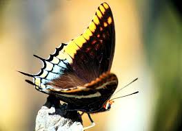 Image result for Drypetes arguta