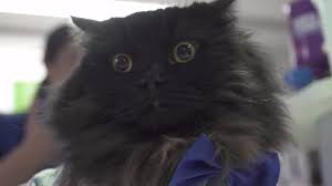 Visit birdtrader today and browse our cockatiels for sale. Mr London Meow The Therapy Cat Visiting Hospitals Bbc News
