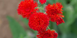 Image result for Emilia discifolia