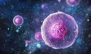 Ploidy, in genetics, the number of chromosomes occurring in the nucleus of a cell. Diploid Cell The Definitive Guide Biology Dictionary
