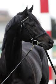 Maybe you would like to learn more about one of these? ã‚¦ãƒžå¨˜ã¾ã¨ã‚é€Ÿå ± ã‚¨ã‚¤ã‚·ãƒ³ãƒ•ãƒ©ãƒƒã‚·ãƒ¥ã£ã¦å…ƒé¦¬ã‚‚çœŸã£é»'ã§ã‚­ãƒ¬ã‚¤ã ãª 49 ç‰é¦¬ãŒè¿'å¯„ã£ãŸã ã'ã§ç™ºæƒ…ã™ã‚‹ãƒ¬ãƒ™ãƒ«ã§ã‚¤ã‚±ãƒ¡ãƒ³ã ã£ãŸã‚‰ã—ã„ 49 ã‚¨