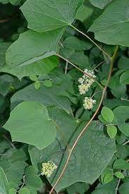 Image result for Menispermaceae