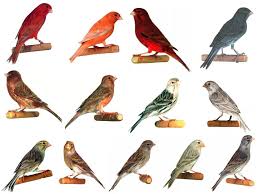 Check spelling or type a new query. Ketebalan Bulu Kenari Pondok Kenari Bird Farm