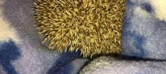 Cancelled prototype of shadow the hedgehog 2. What Is A Hedgehog Really Like A Canadian Hedgehog