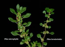 Image result for Pilea microphylla