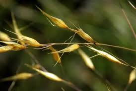 Image result for Pentameris