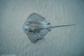 Image result for Rawsonia burtt-davyi