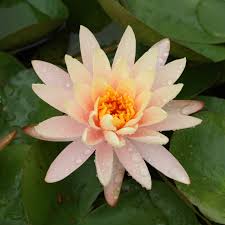 Image result for Nymphaea