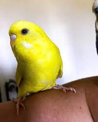 Pin De Mara En Budgies Parakeets Periquitos Cotorro Aves