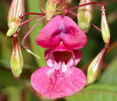 Image result for Impatiens psychadelphoides