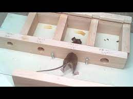 Get this image in a variety of framing options at photos.com. How Small A Hole Can A Mouse Get Through Experiments Youtube