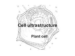 Maybe you would like to learn more about one of these? Cell Organelles Mitochondrion Two Centrioles Lysosome Golgi Vesicle
