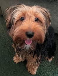 This dog looks familiar. It's at the shelter.