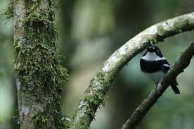 Daicu kembang ~ get burung decu kembang betina gif my bird. Rwanda More Than Gorillas Wilderness Safaris