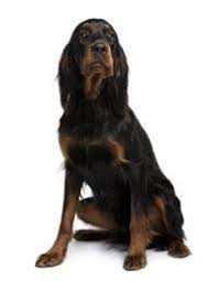 The gordon setter is a large breed of dog that was developed in 17th century scotland. Gordon Setter Small Medium And Big Dog Breeds Pedigree Uk