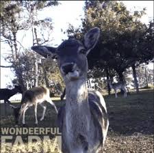 Deer Chewing Some Notes On How Deer Chew And Swallow A Funny Gif And A Short Video To Illustrate Deer Cheer Deer Wondeerful Farm Deer Funny Gif Animals