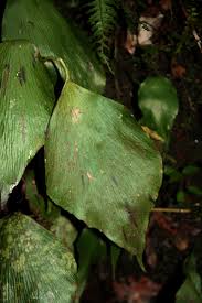 Image result for Antrophyum mannianum