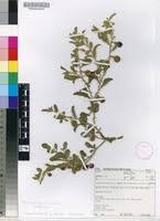 Image result for Solanum supinum