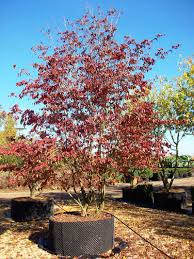It is the state tree of virginia and state flower of north carolina. Cornus Kousa Japanese Flowering Dogwood Deepdale Trees