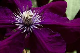 Clematis 'crystal fountain' is a good. Paruna Ru 19 Of The Best Summer Flowering Clematis For Your Garden