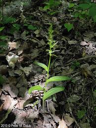 Image result for Cordylostigma virgatum