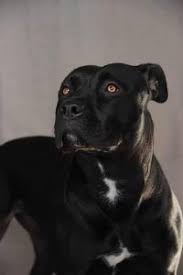 Check spelling or type a new query. Black Panther Pitbull Gioia Black Dogs Breeds Black Pitbull Puppies Scary Dogs