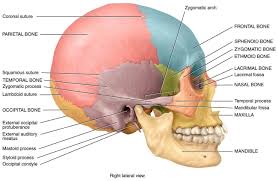 Pin On Quiz Me Answer Anatomy Physiology I