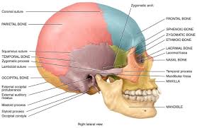 The greater portion of the anterior floor is convex and grooved by the frontal lobe gyri. Pin On Quiz Me Answer Anatomy Physiology I