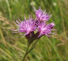 Image result for Nidorella pinnata