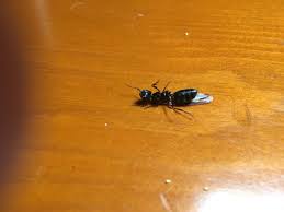 Pest control companies provide services related to the elimination of pests from your home. Pest Control Service For Ants